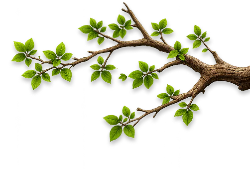 Branch